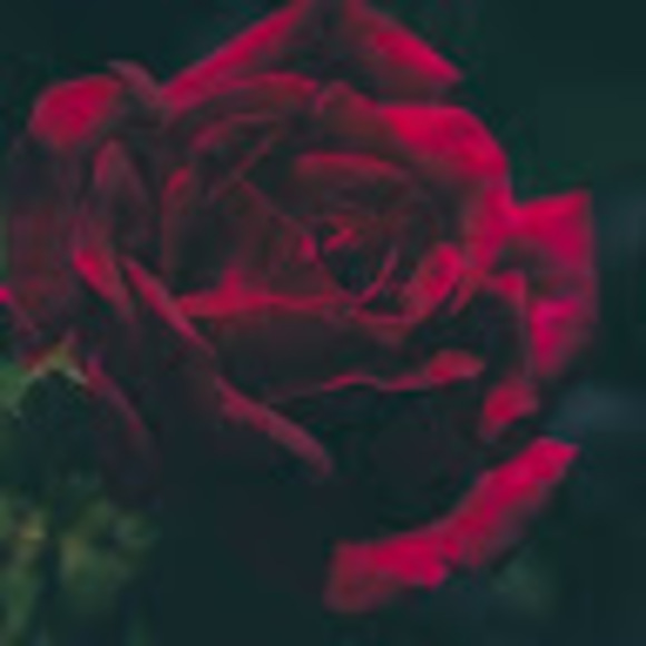 Meet your Posher, Daniel - Picture 1 of 1